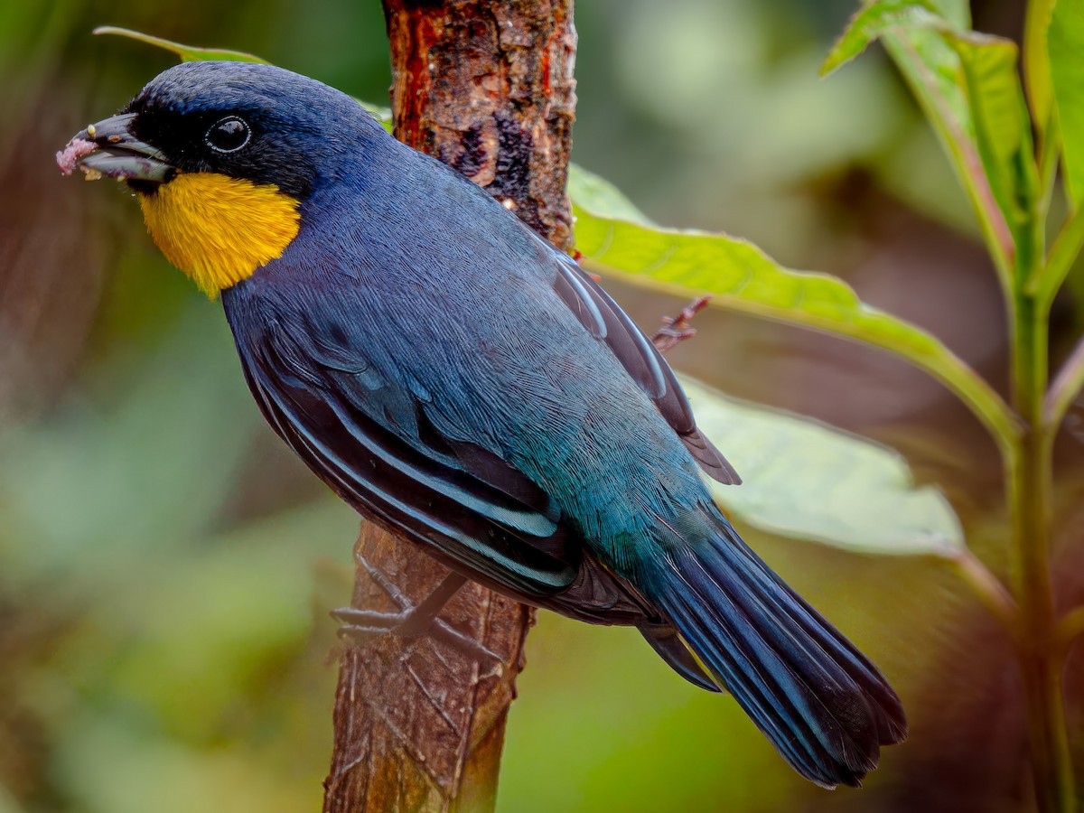 Purplish-mantled Tanager - ML646921923