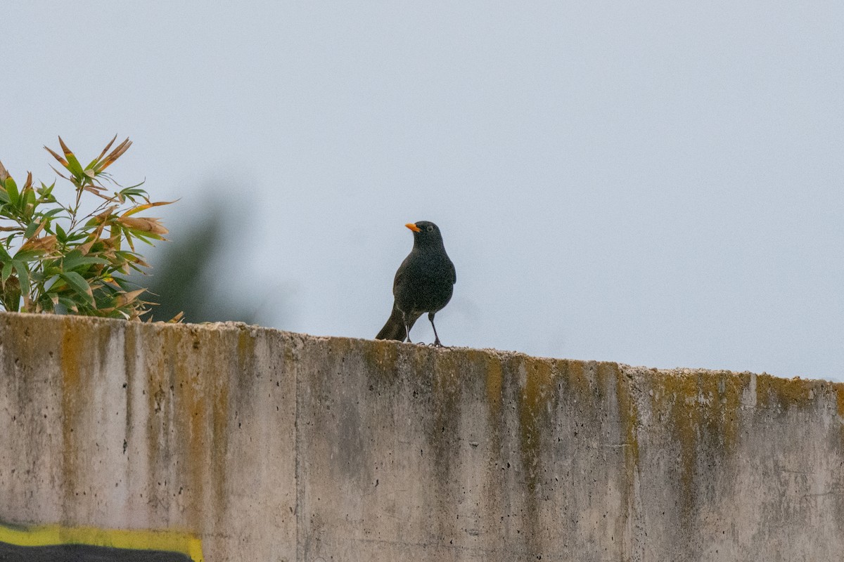 kos černý - ML646921931