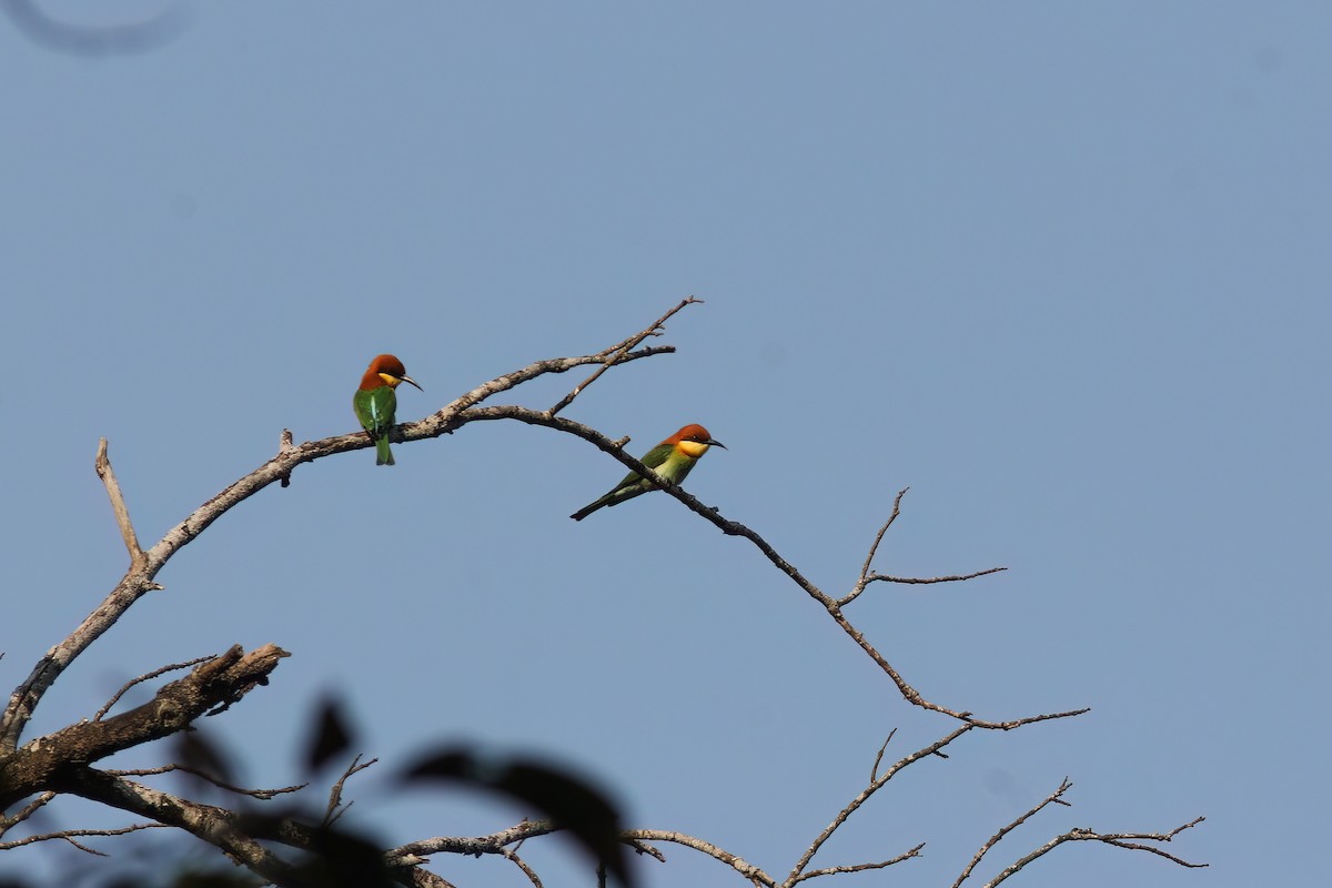 Chestnut-headed Bee-eater - ML646921936