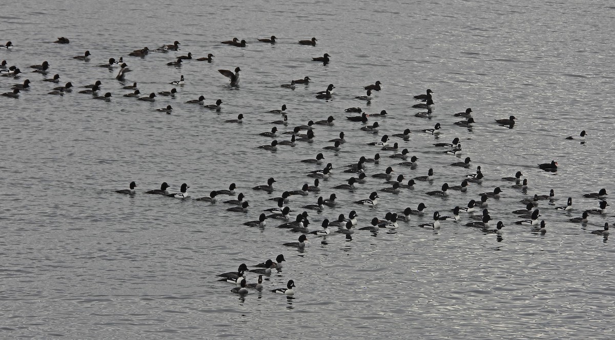 İzlanda Altıngözü - ML646921937
