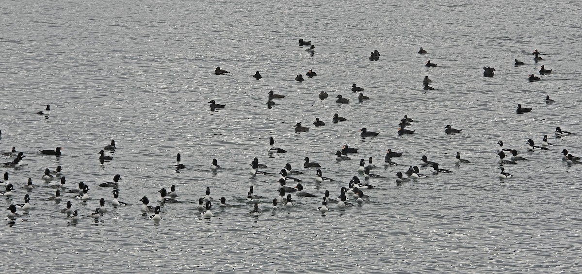 İzlanda Altıngözü - ML646921938