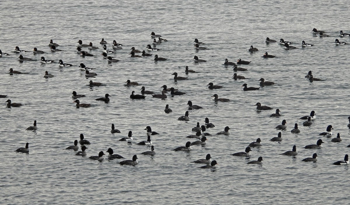 İzlanda Altıngözü - ML646921939