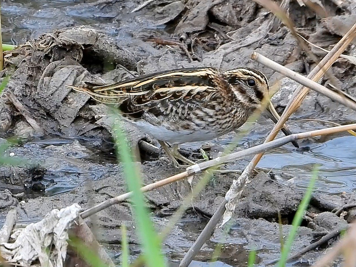 Jack Snipe - ML646921944