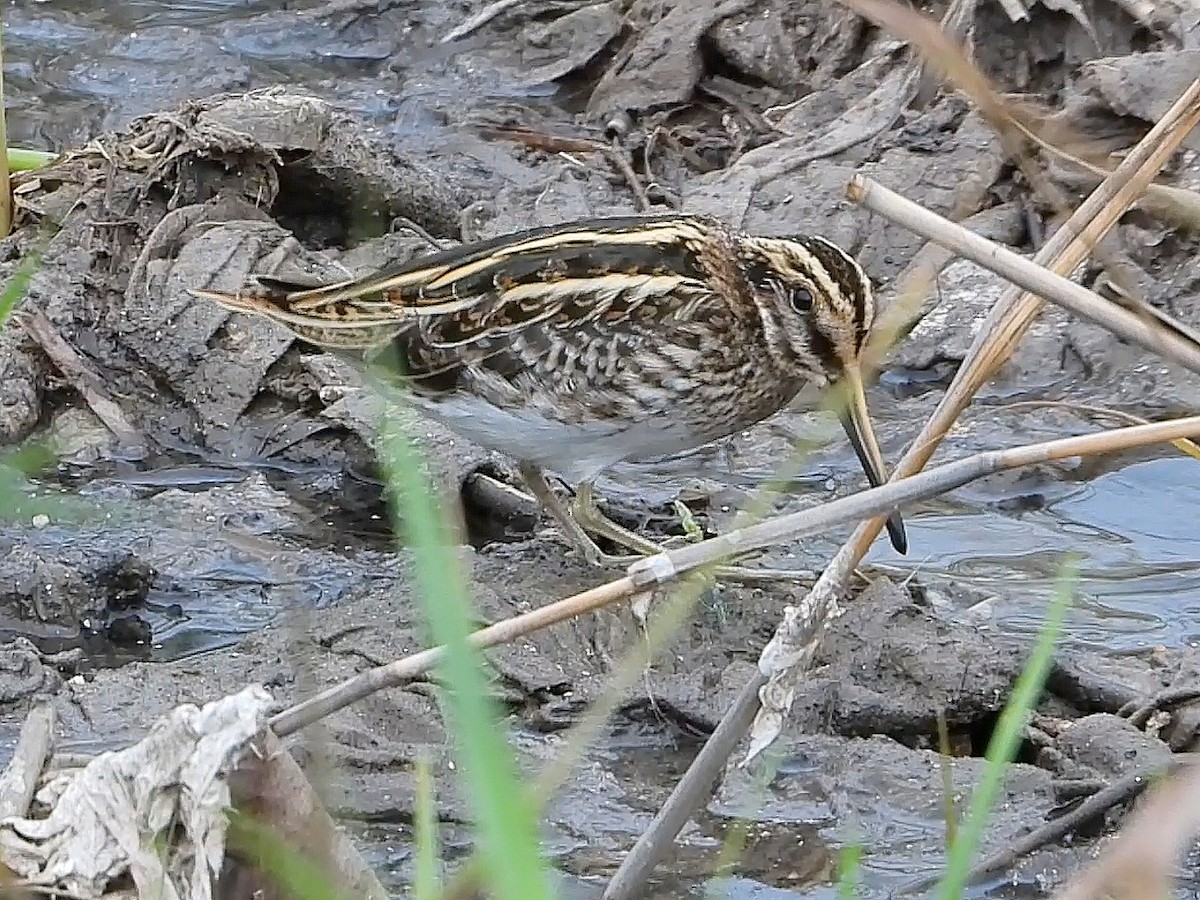 Jack Snipe - ML646921945