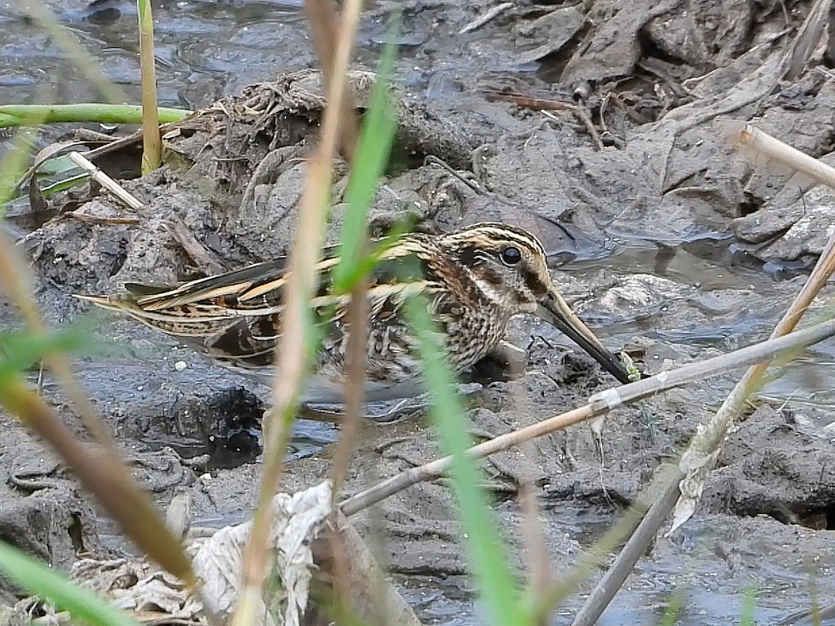 Jack Snipe - ML646921946
