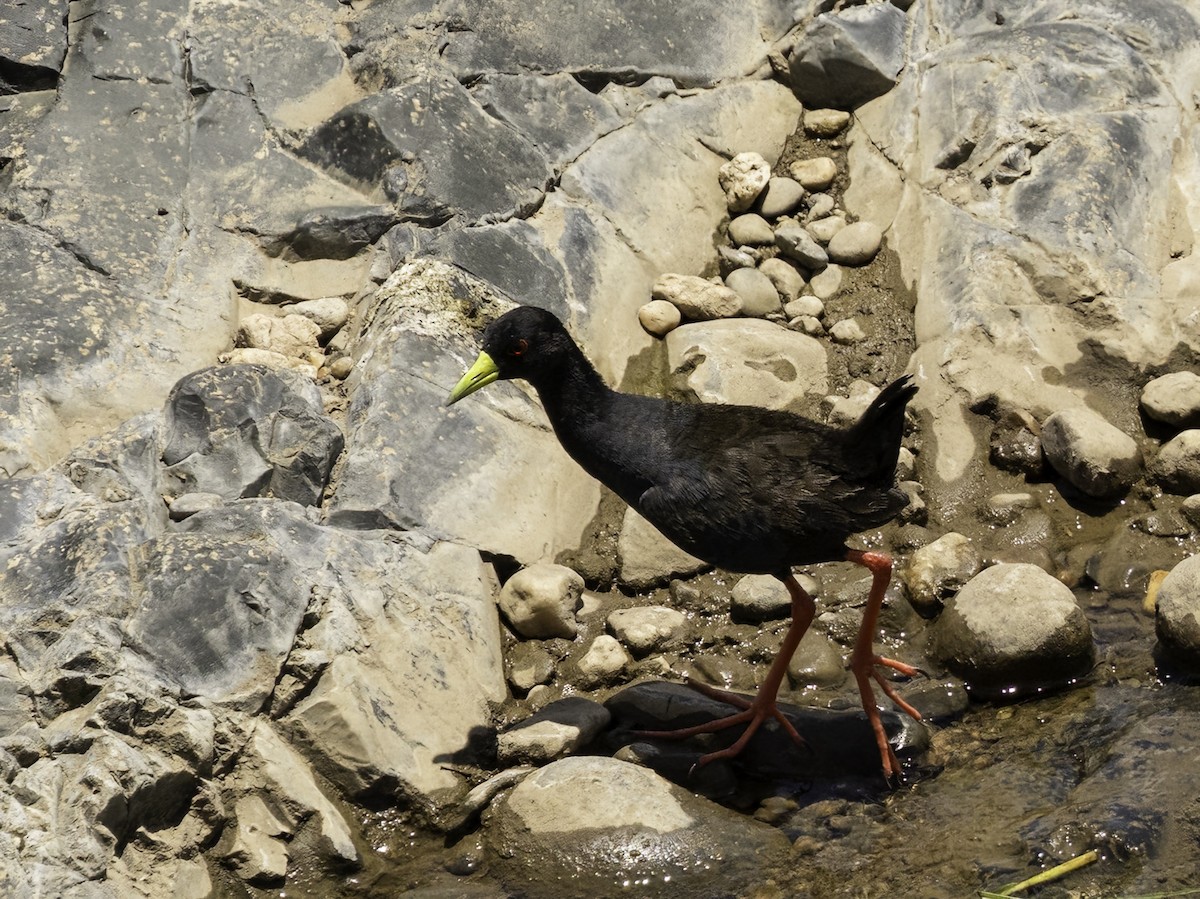 Black Crake - ML646921954