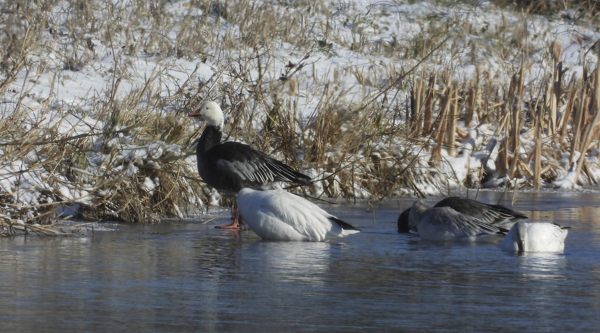 Oie des neiges - ML646921955