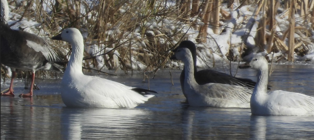 Oie des neiges - ML646921964