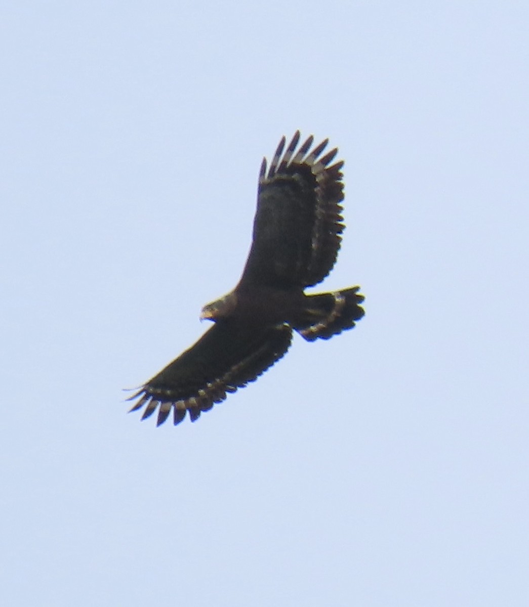 Хохлатый змееяд - ML646921965