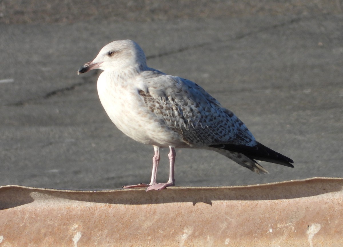 Мөнгөлөг цахлай - ML646921970