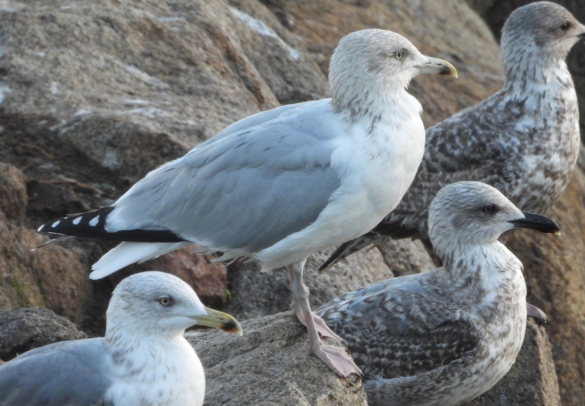 Мөнгөлөг цахлай - ML646921971