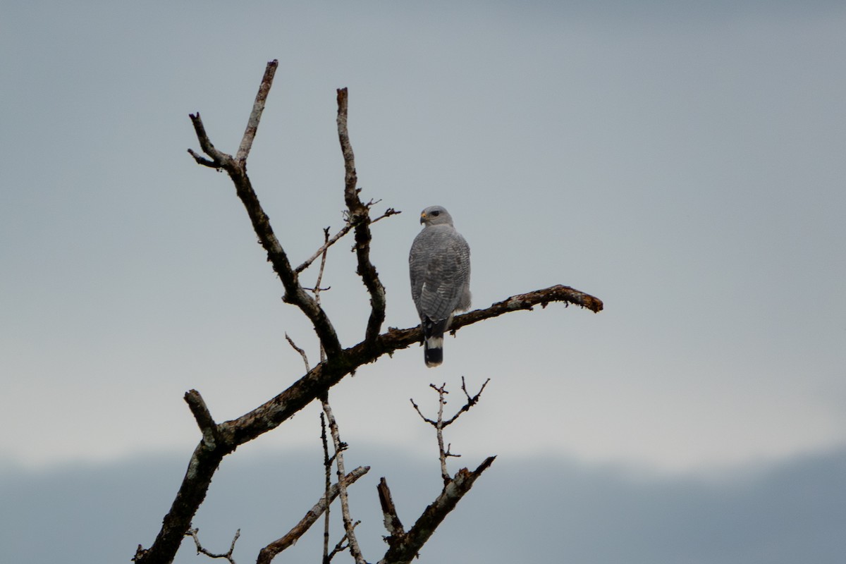 Gray-lined Hawk - ML646921972