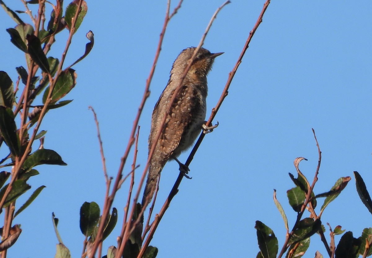 Холтсон гоётуул - ML646921975