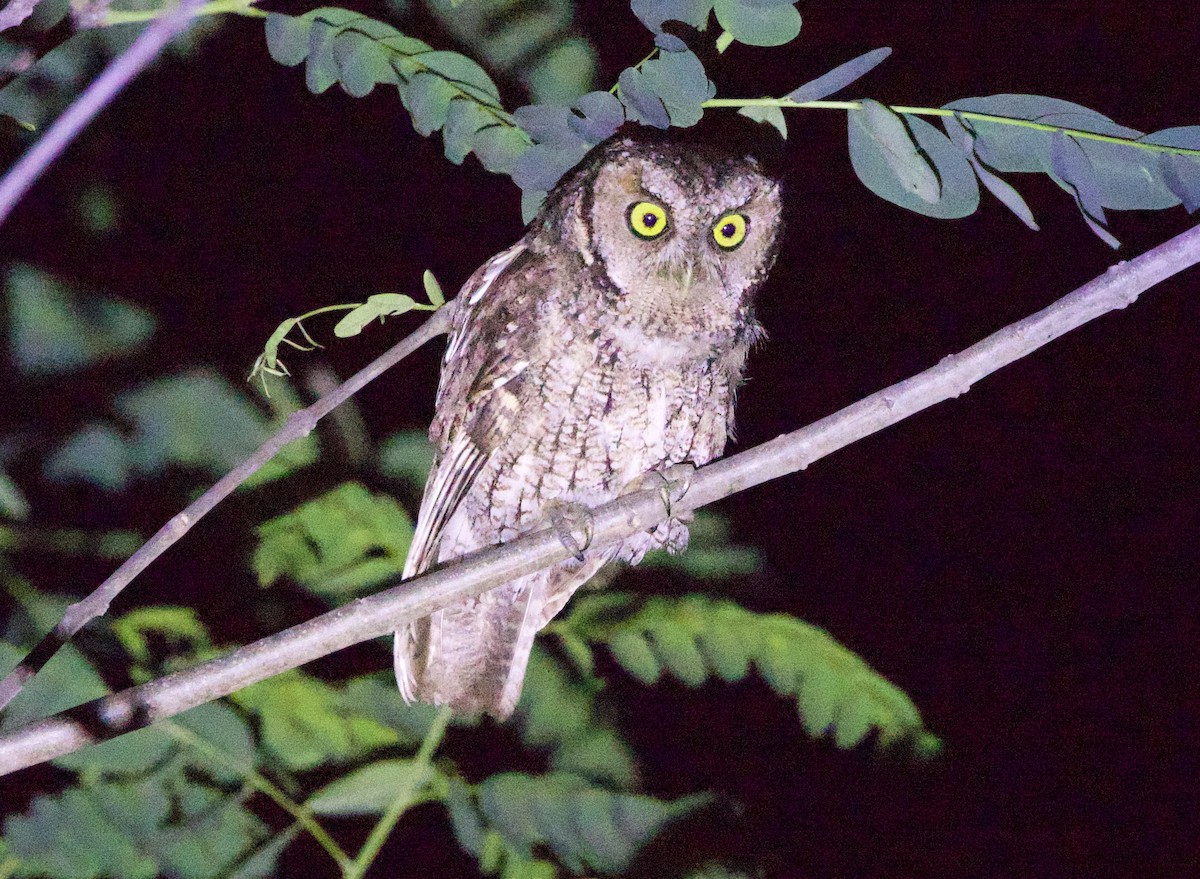Montane Forest Screech-Owl - ML646921985