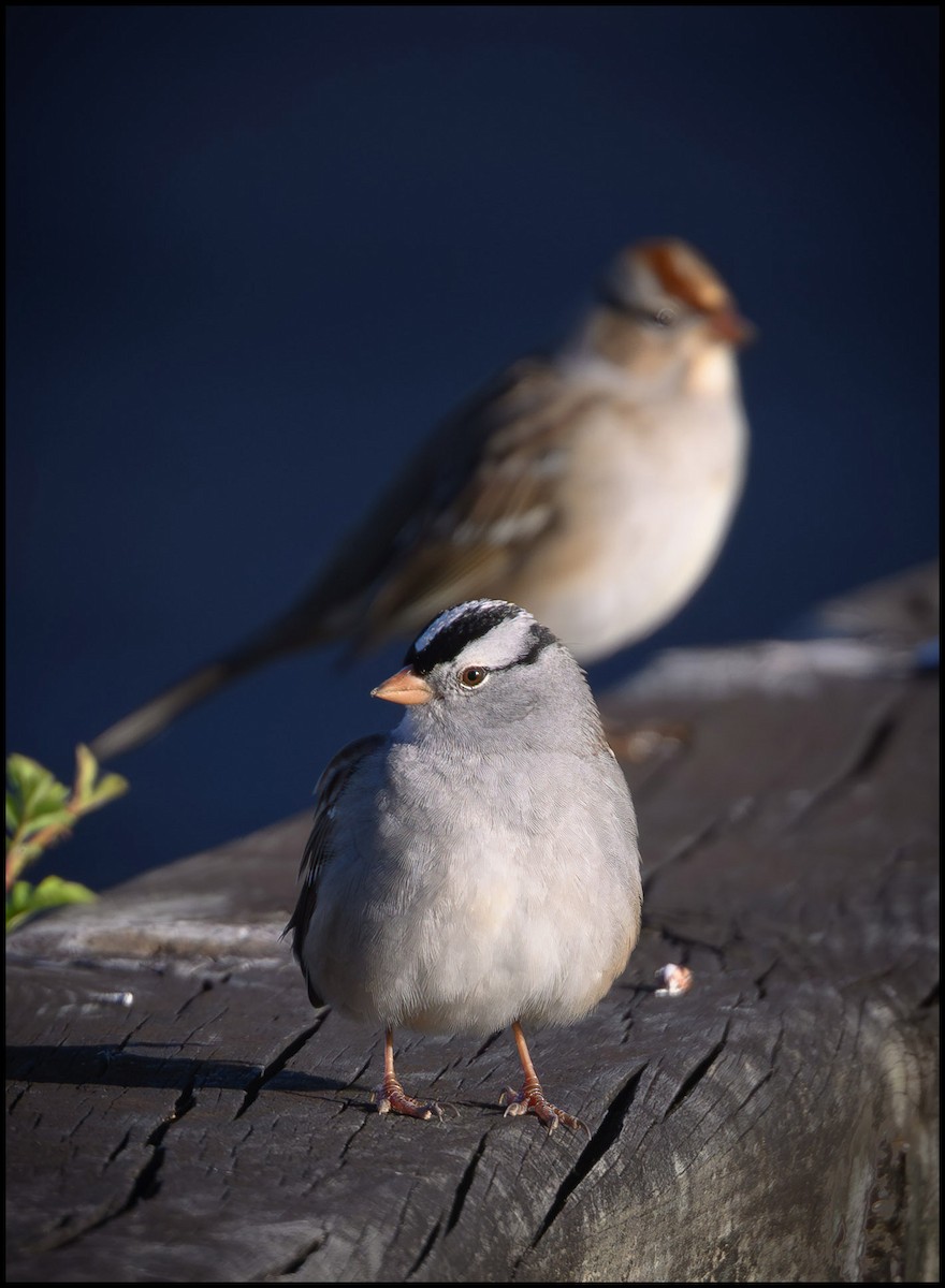 Бруант білобровий - ML646921987