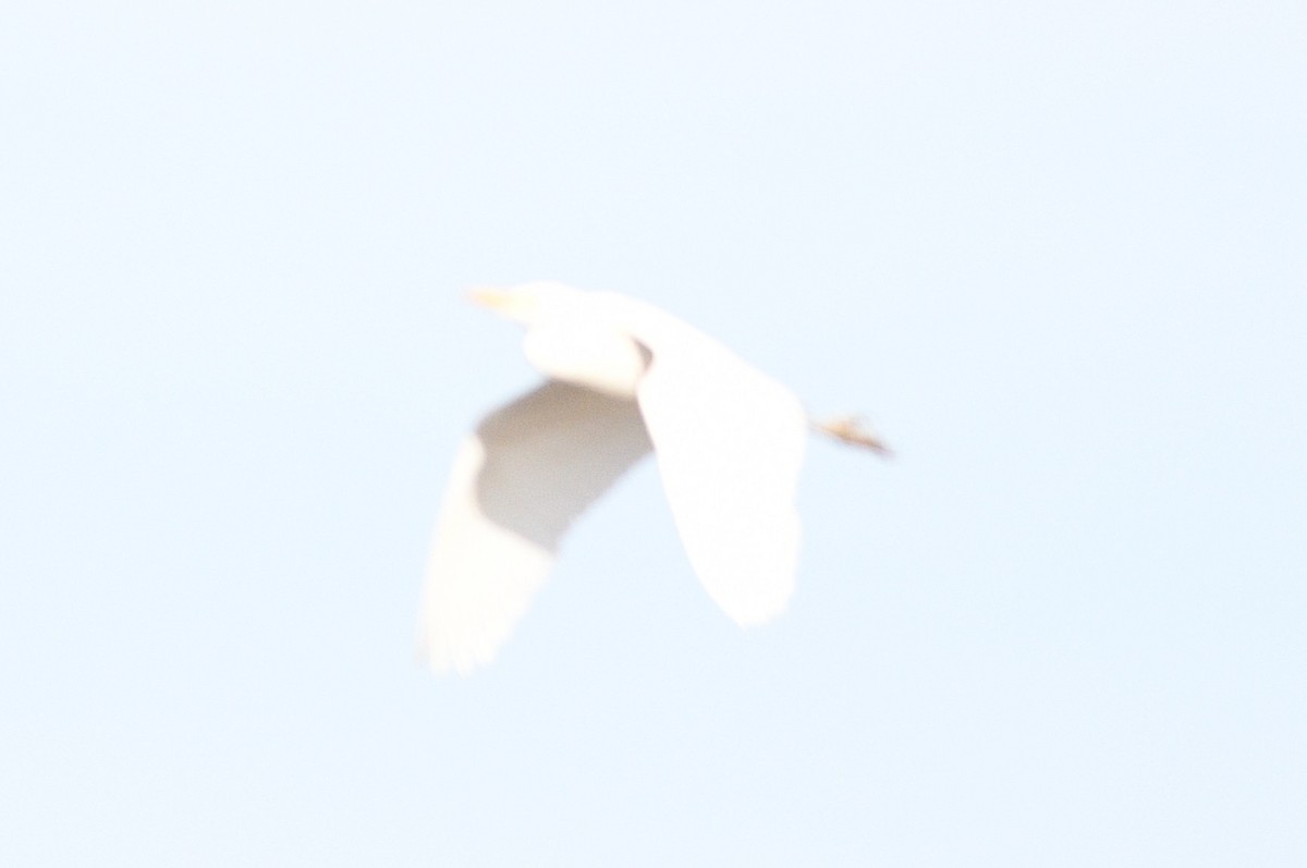 ニシアマサギ - ML646921988