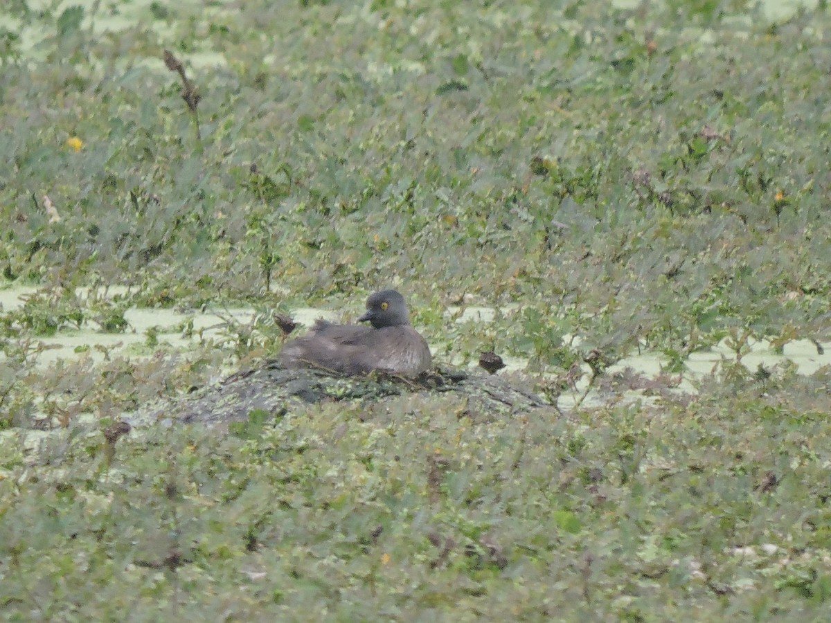 Amerika Küçük Batağanı - ML646921992