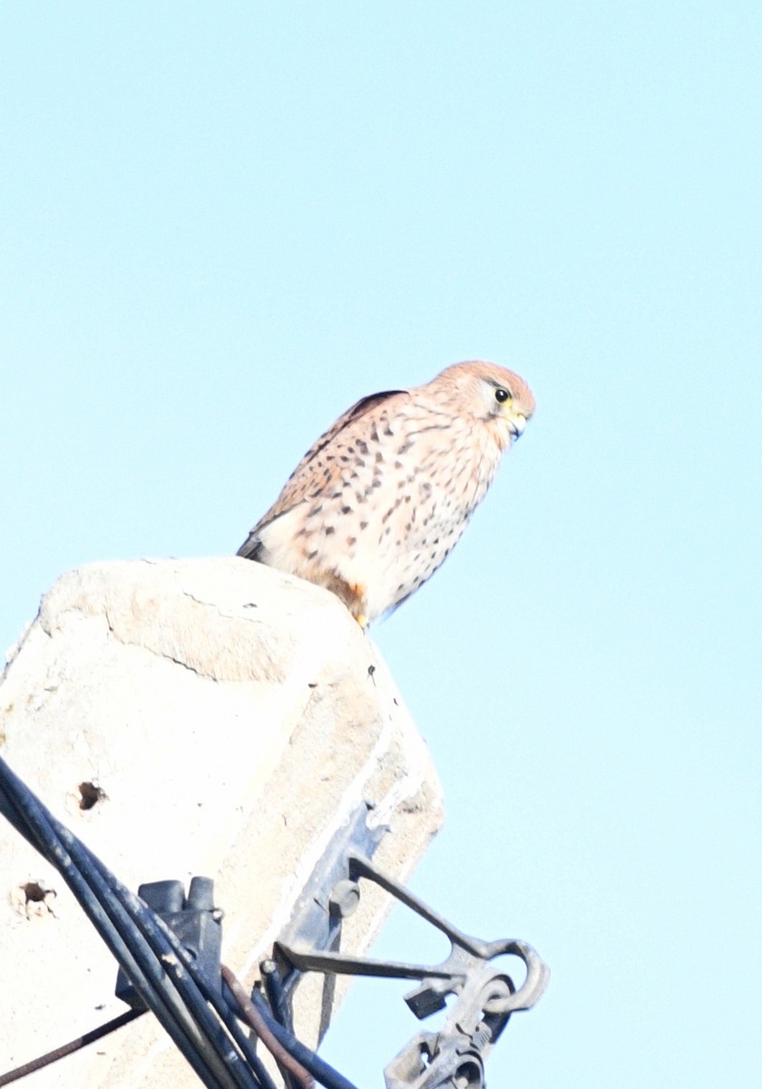 チョウゲンボウ - ML646921999