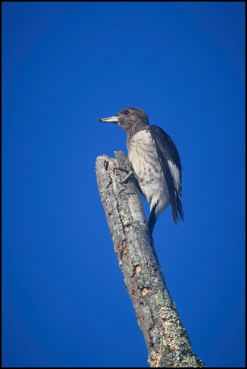 Гіла червоноголова - ML646922002