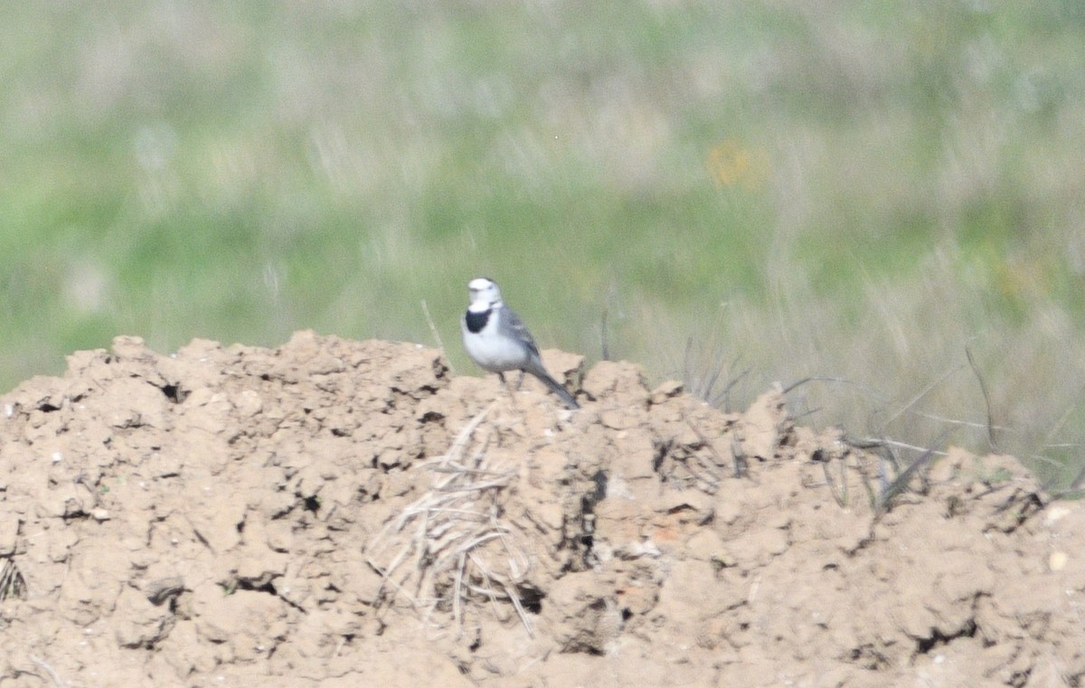 ハクセキレイ - ML646922003