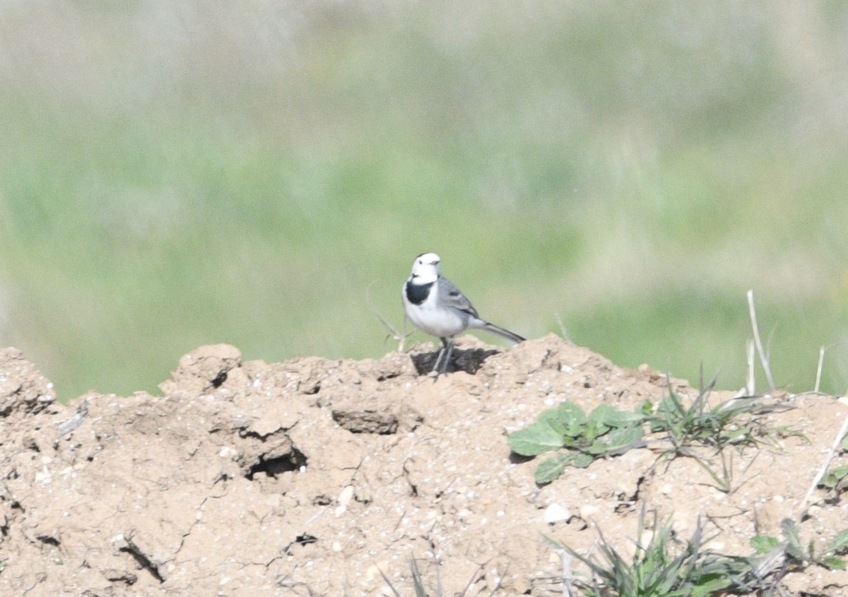 ハクセキレイ - ML646922004