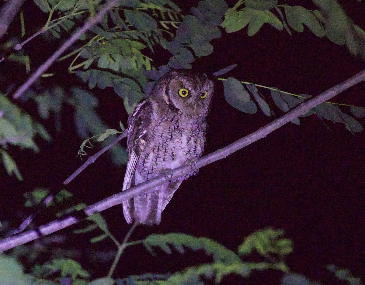 Montane Forest Screech-Owl - ML646922011