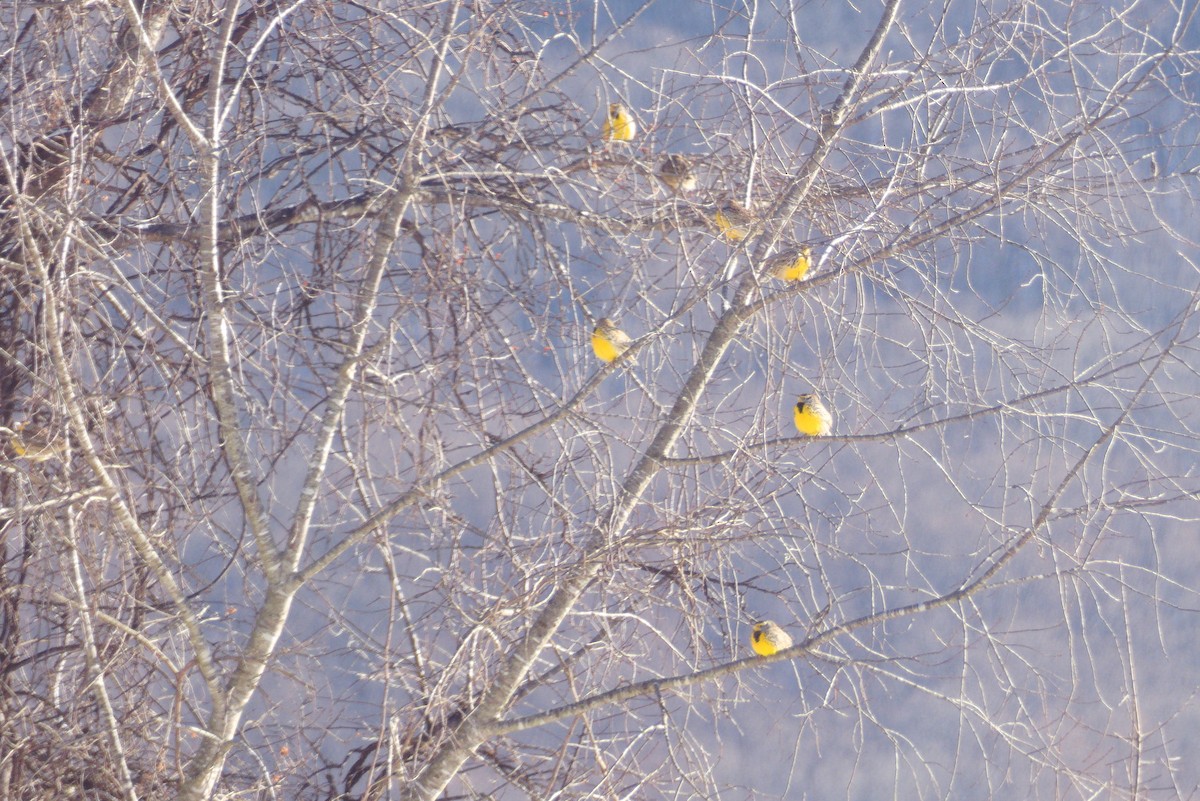 Doğulu Tarlasığırcığı - ML646922013