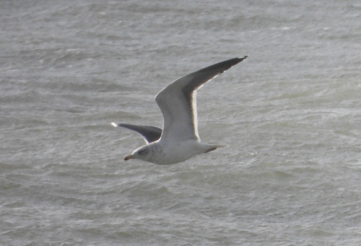 Бэсрэг цахлай - ML646922015