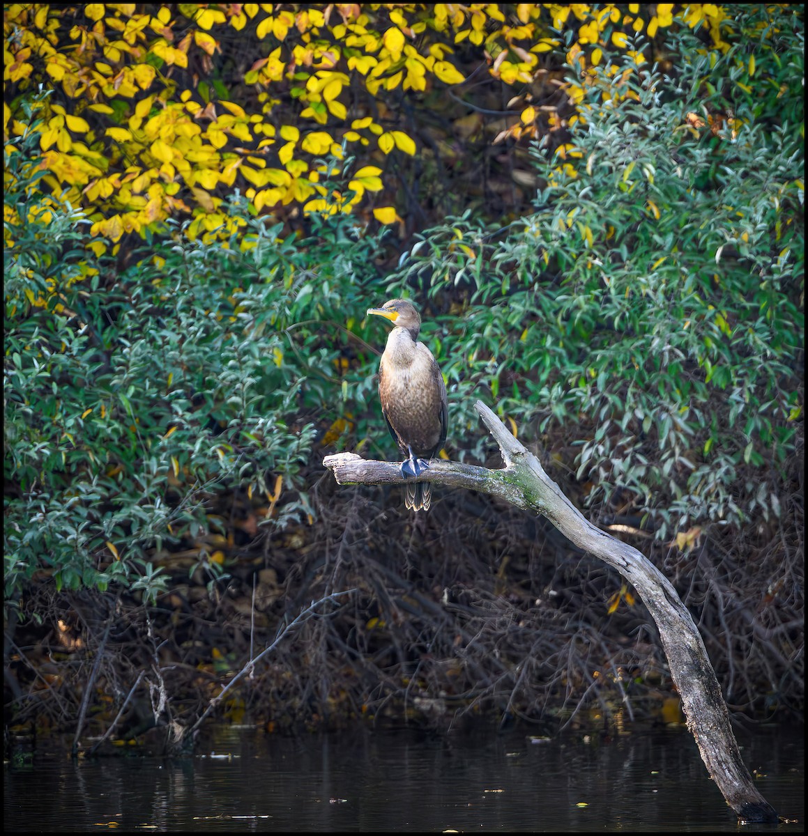 Баклан вухатий - ML646922021