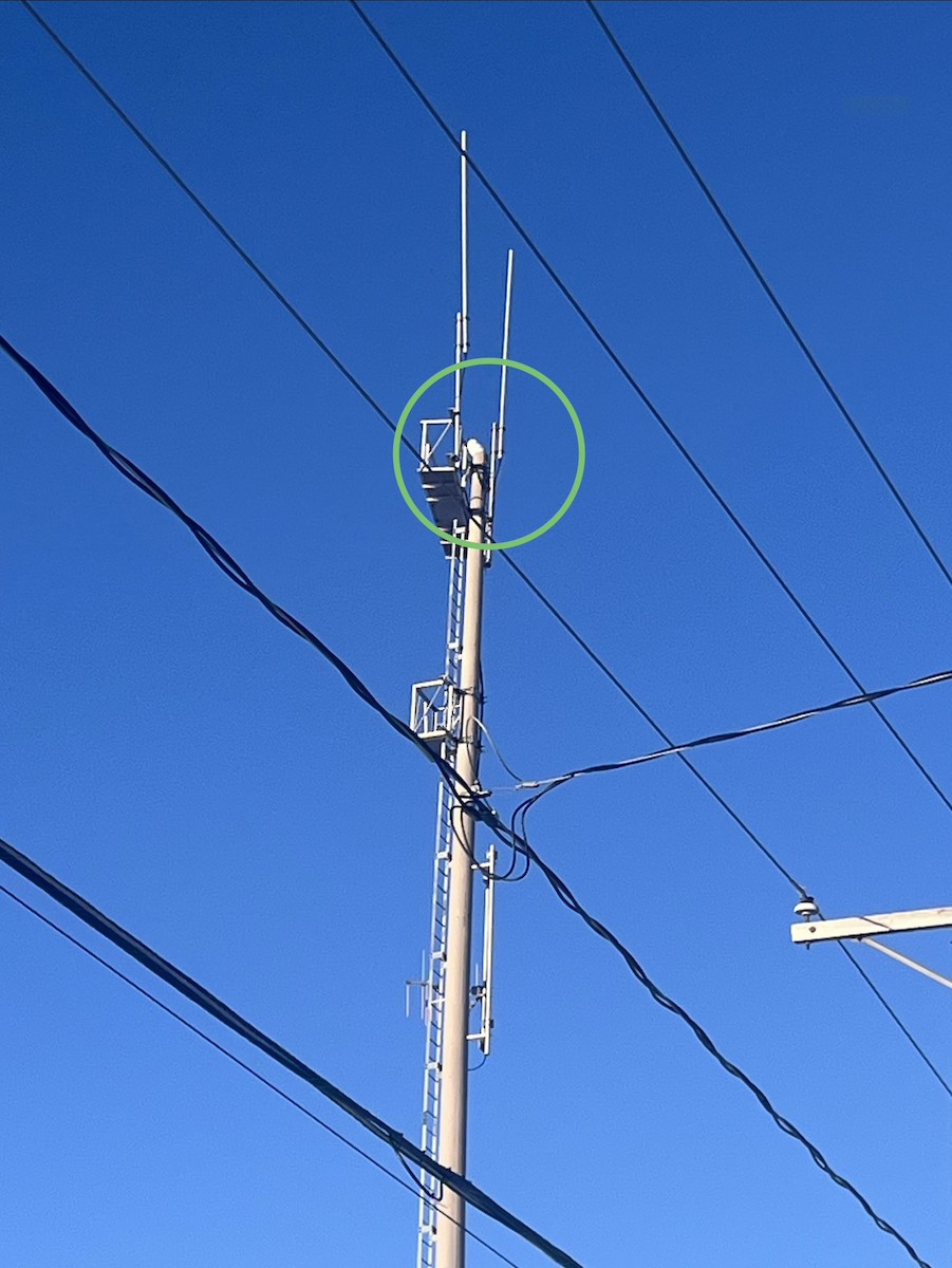 Snowy Owl - ML646922023