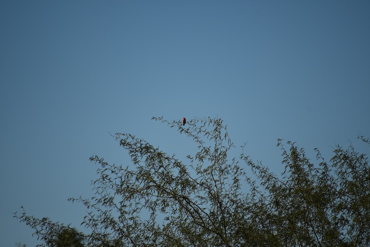 Vermilion Flycatcher - ML646922024