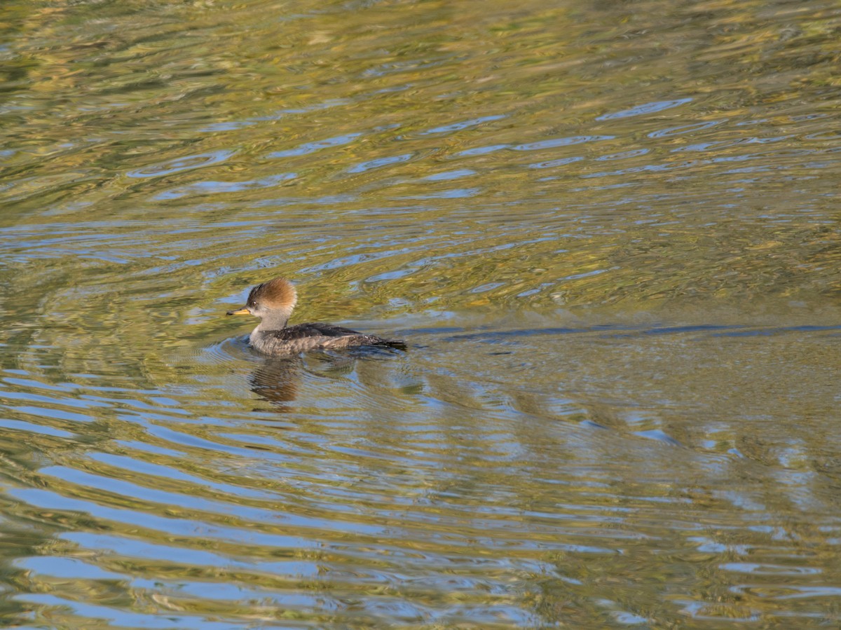 מרגון מקושט - ML646922036