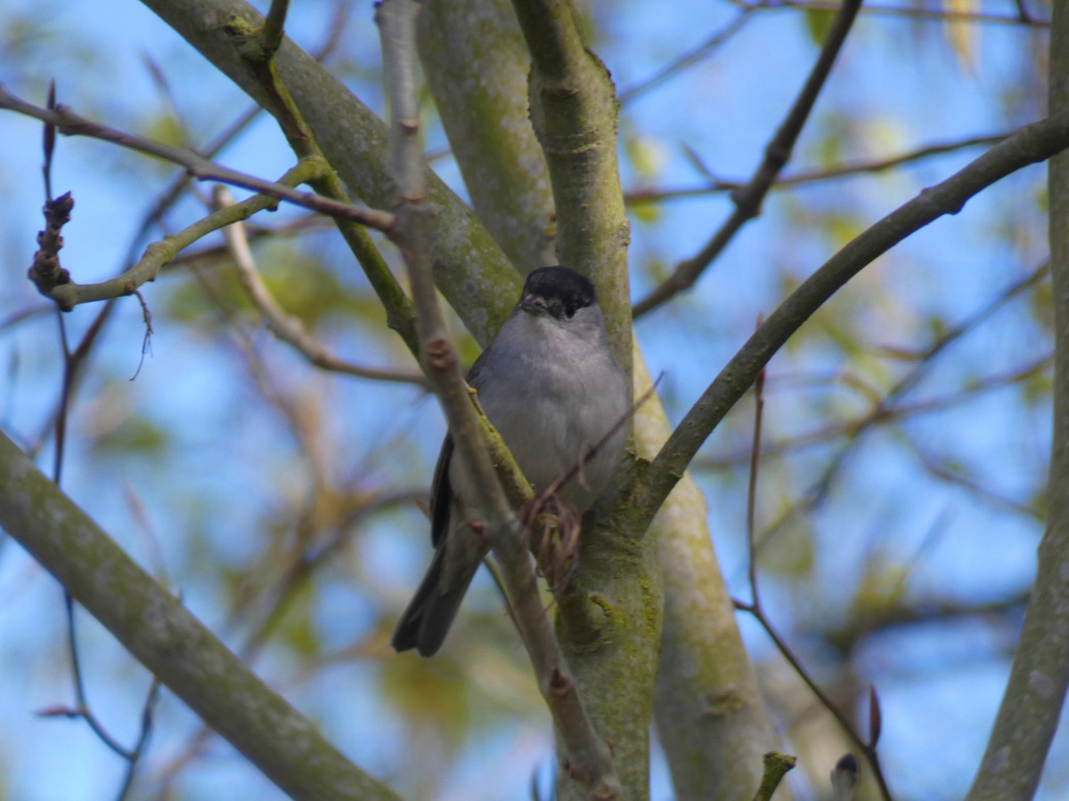 Eurasian Blackcap - ML646922037