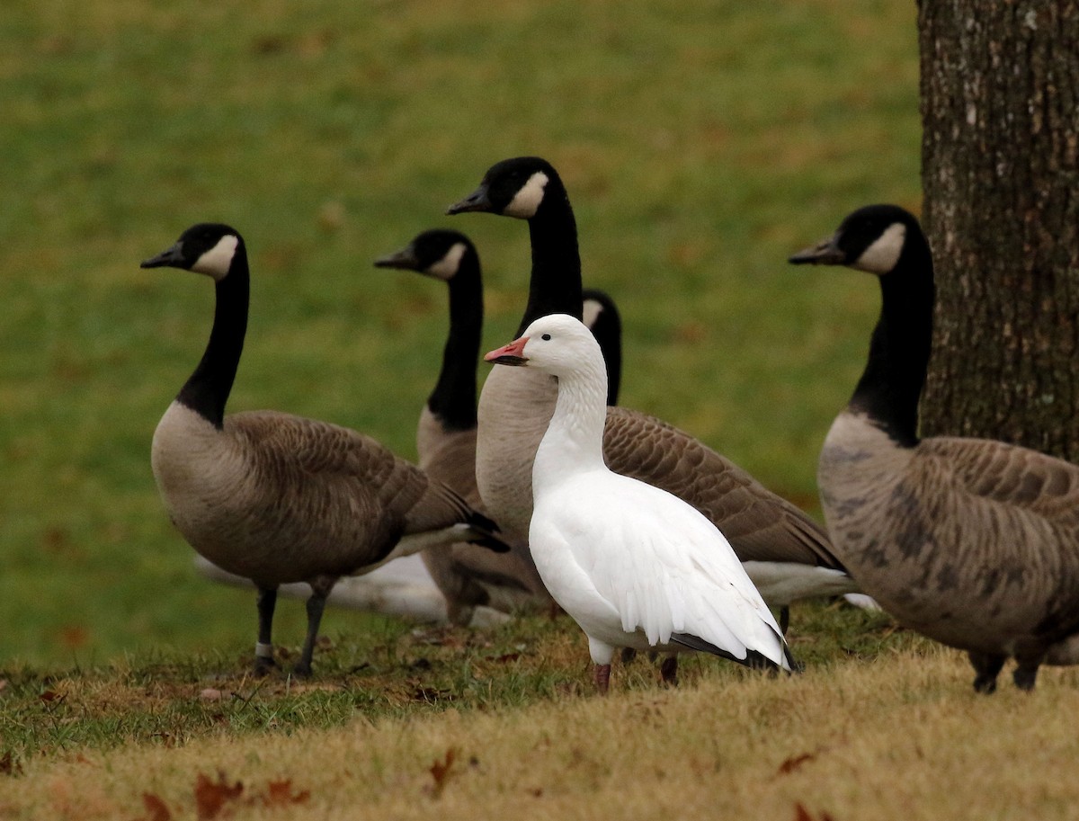 Snow Goose - ML646922040
