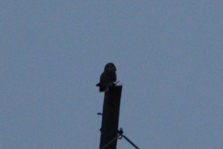 Short-eared Owl - ML646922044