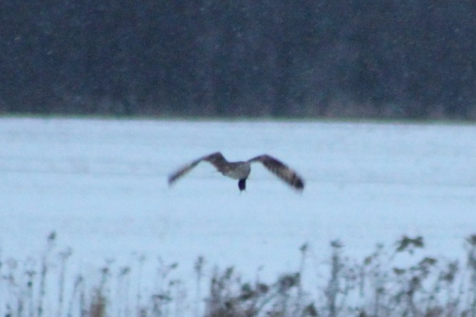 Short-eared Owl - ML646922045