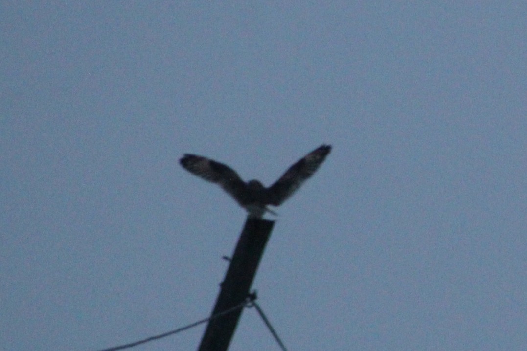 Short-eared Owl - ML646922046