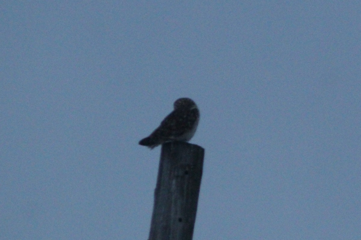 Short-eared Owl - ML646922048