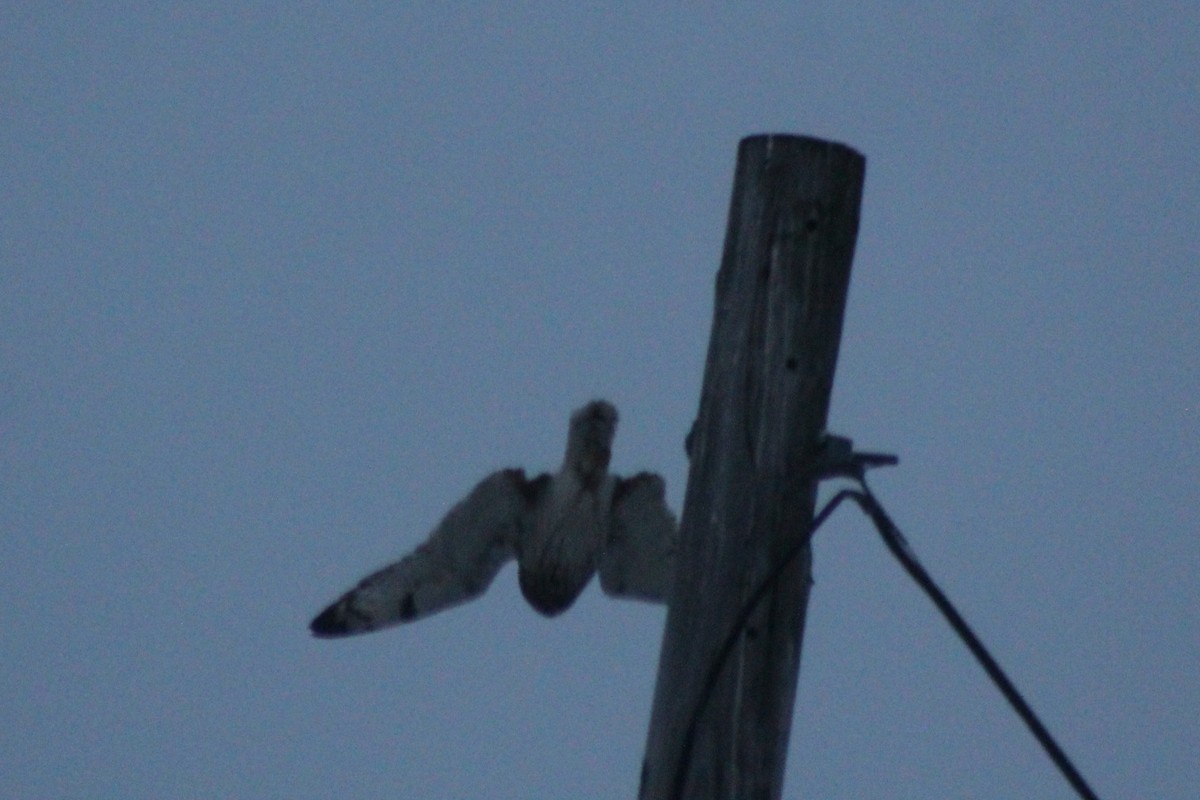 Short-eared Owl - ML646922049