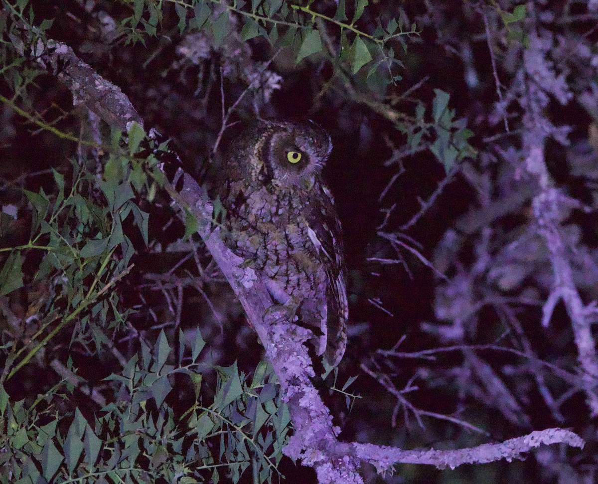 Montane Forest Screech-Owl - ML646922064