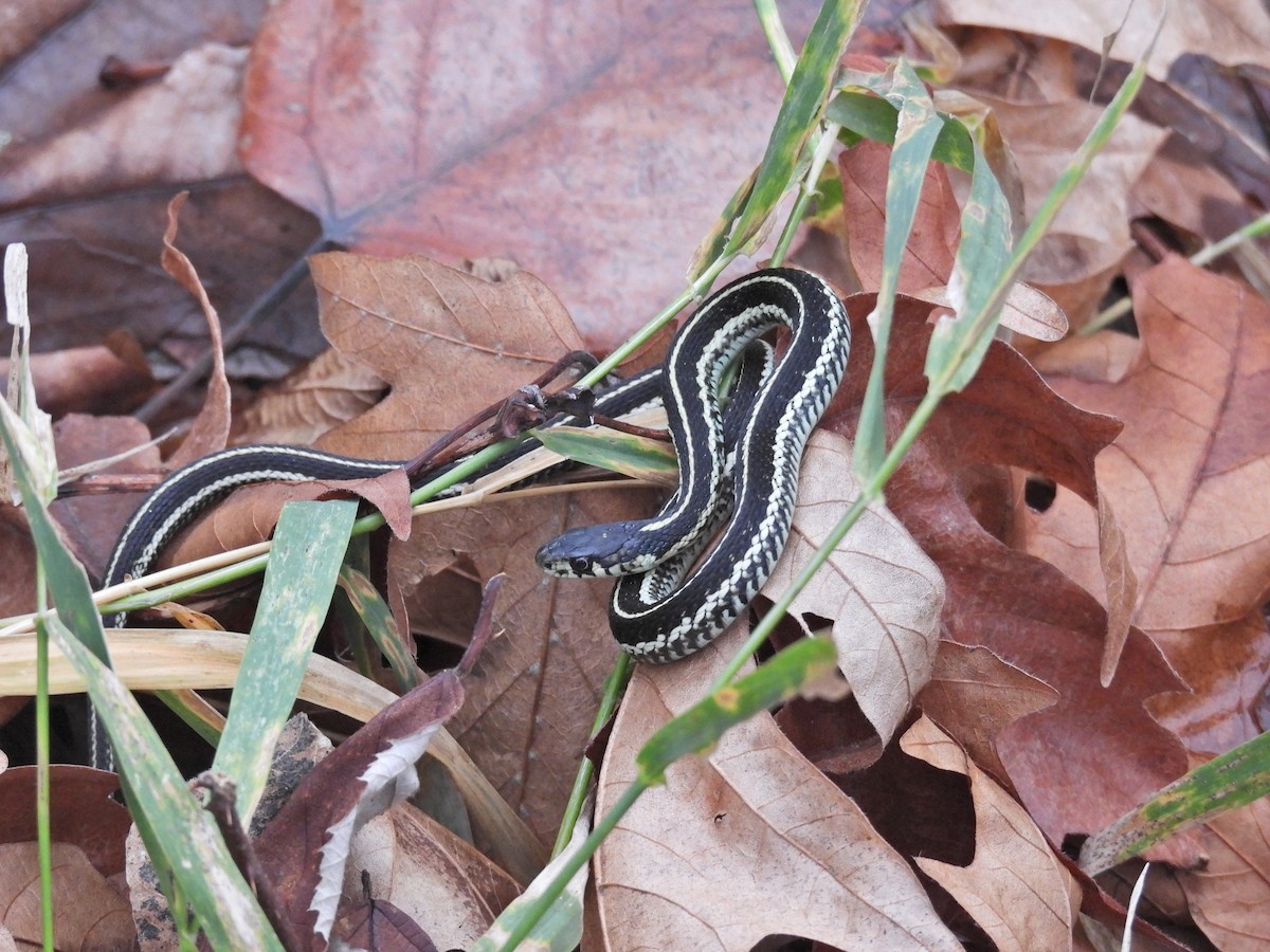 Garter Snakes - ML646922065