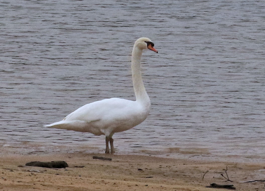 Mute Swan - ML646922068