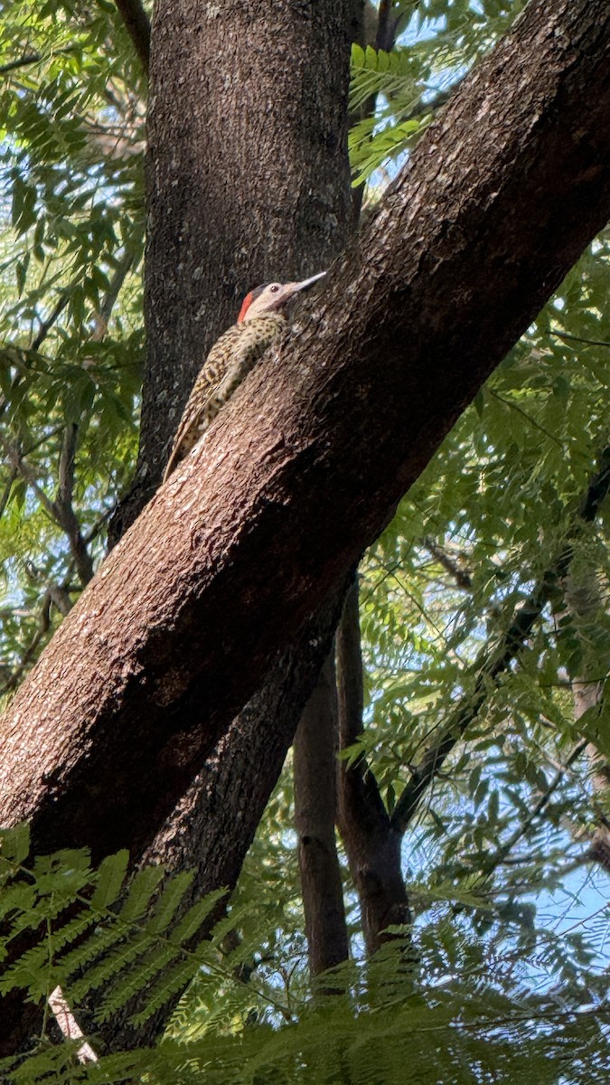 Green-barred Woodpecker - ML646922072