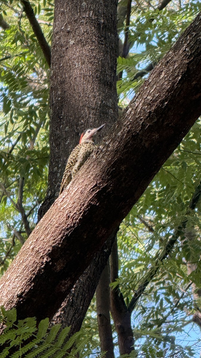 Green-barred Woodpecker - ML646922073