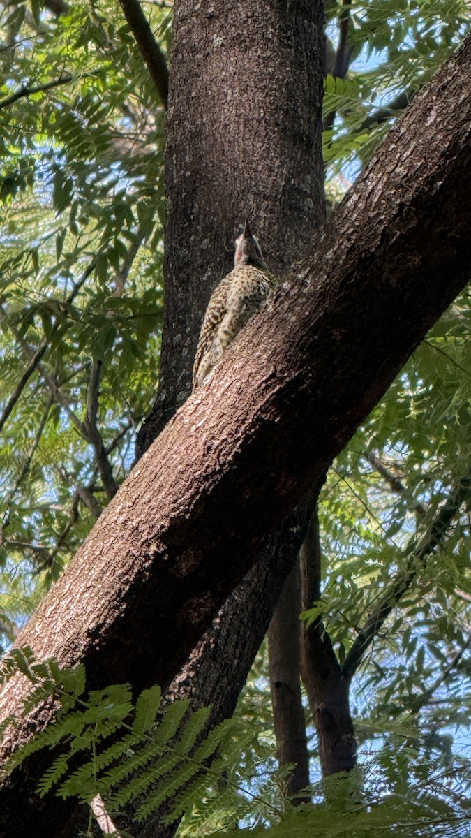 Green-barred Woodpecker - ML646922074