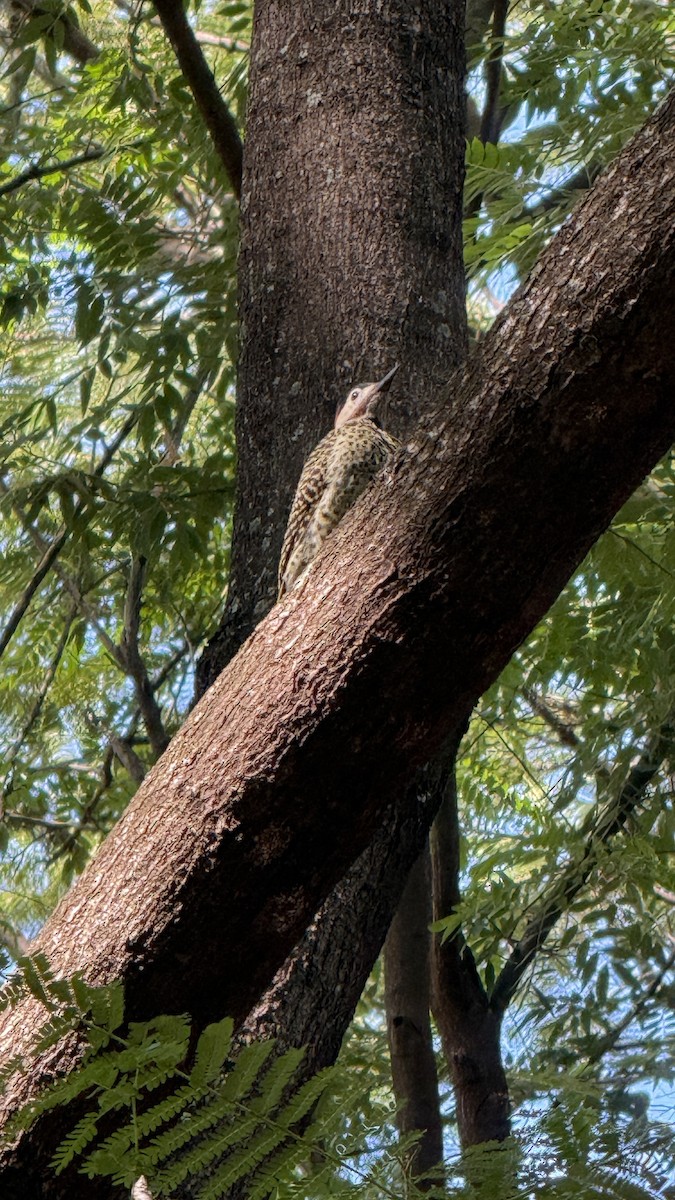 Green-barred Woodpecker - ML646922075