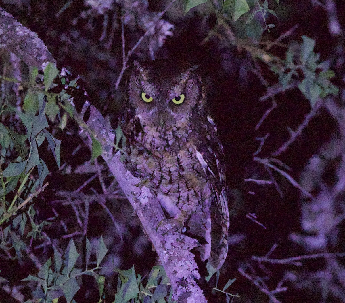Montane Forest Screech-Owl - ML646922078