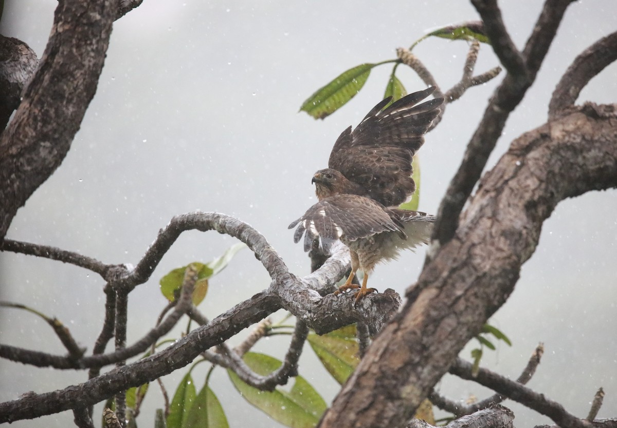 Broad-winged Hawk - ML646922088