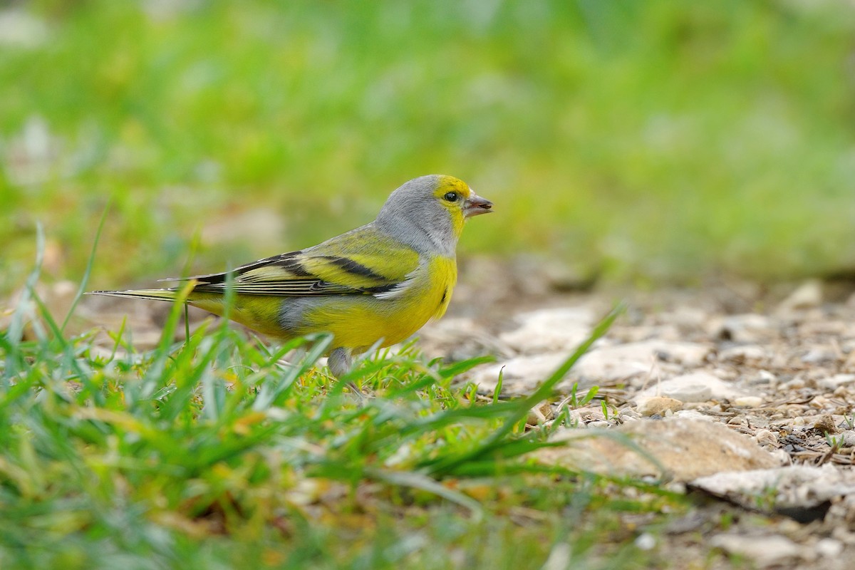 Citril Finch - ML646922089