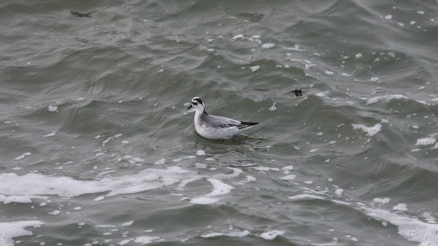 Red Phalarope - ML646922090